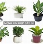 Cây Trồng Trong Nhà Hợp Mệnh Kim